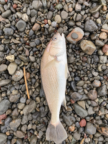 イシモチの釣果