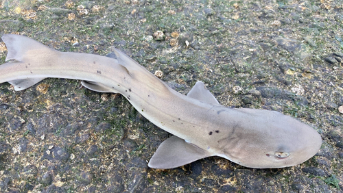 ドチザメの釣果