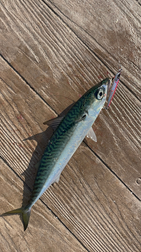 サバの釣果