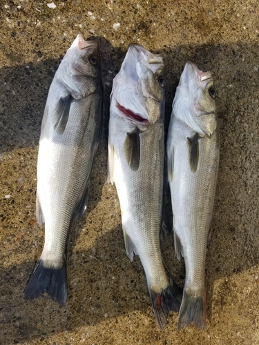 シーバスの釣果