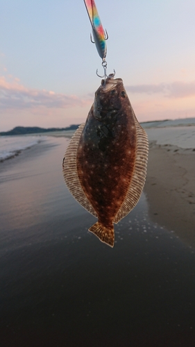 ソゲの釣果