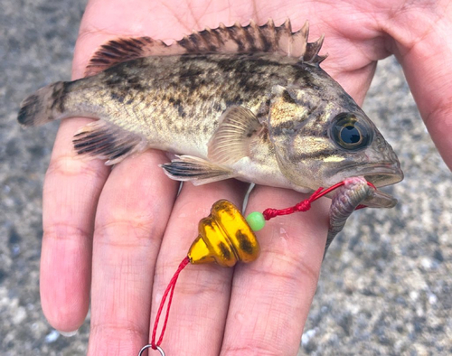 シロメバルの釣果