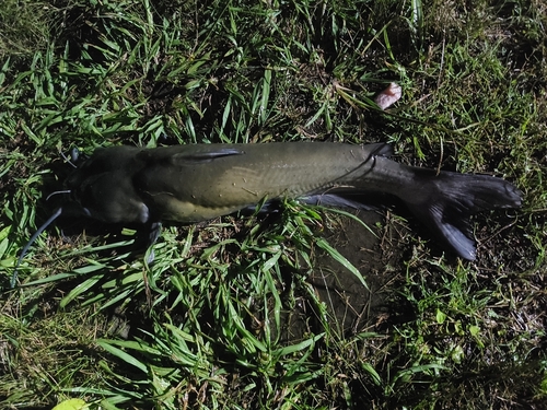 アメリカナマズの釣果