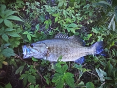 スモールマウスバスの釣果