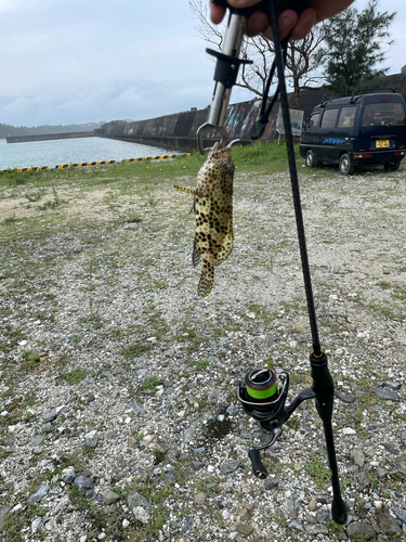 イシミーバイの釣果