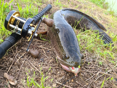 ライギョの釣果