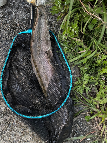 ライギョの釣果