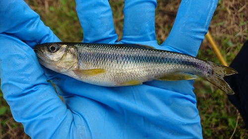 アブラハヤの釣果