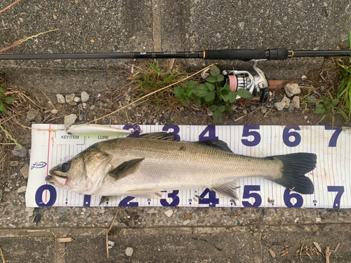 シーバスの釣果