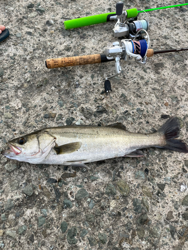 シーバスの釣果