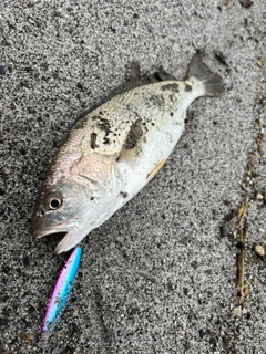 イシモチの釣果