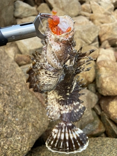 オニオコゼの釣果