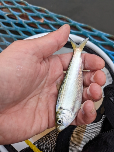 カタクチイワシの釣果