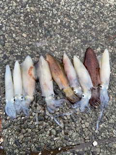 マメイカの釣果