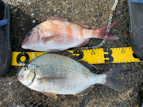 マダイの釣果