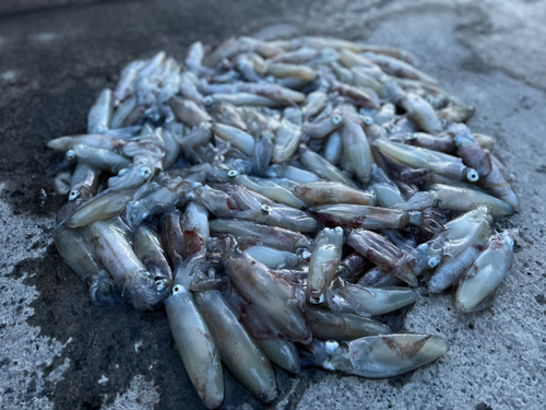 マメイカの釣果