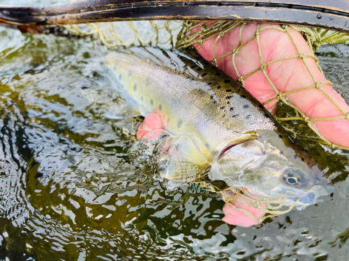 ヤマメの釣果