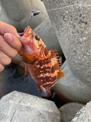 キジハタの釣果