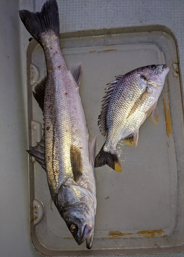 スズキの釣果