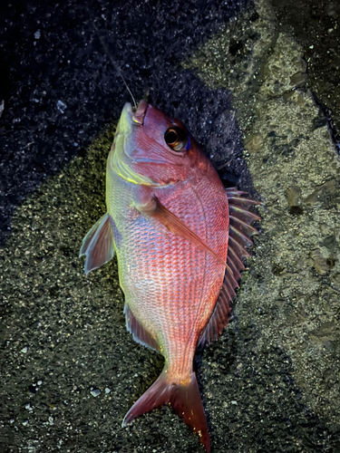 マダイの釣果