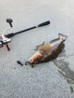 アイナメの釣果