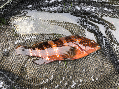 キジハタの釣果