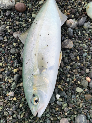 ワカシの釣果