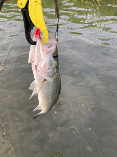 スズキの釣果