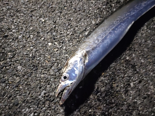 タチウオの釣果