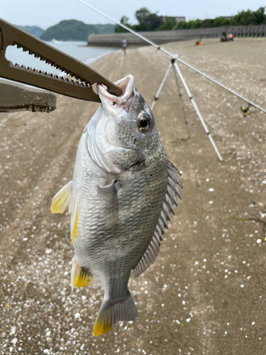 キビレの釣果