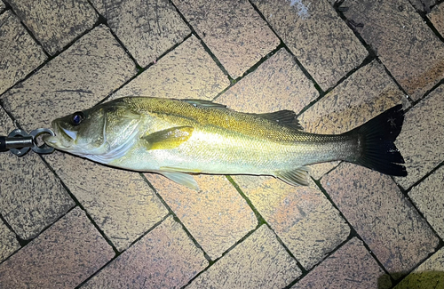 スズキの釣果