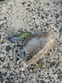 コウイカの釣果
