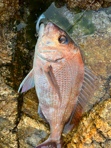 マダイの釣果