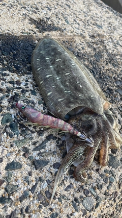 コウイカの釣果