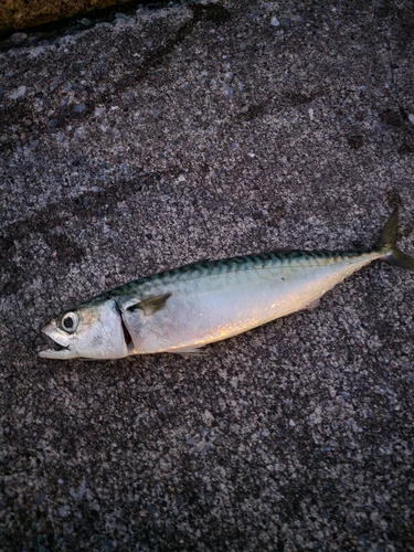 サバの釣果