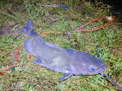 アメリカナマズの釣果