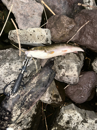 マルタウグイの釣果