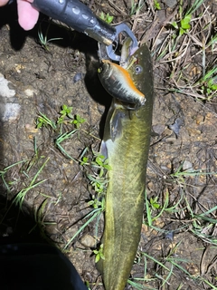 ナマズの釣果