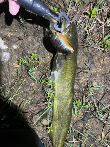 ナマズの釣果