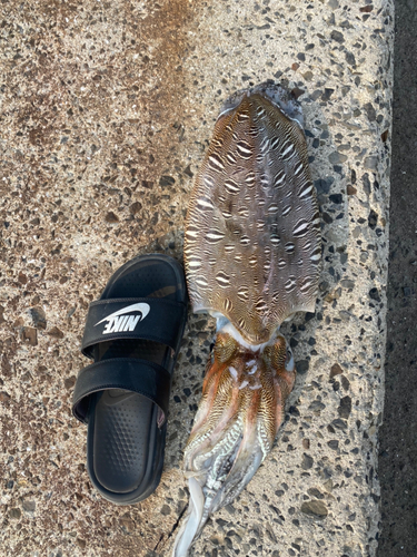 モンゴウイカの釣果