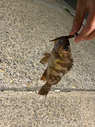 シロメバルの釣果