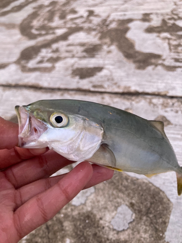 ツバスの釣果