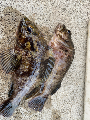 クロソイの釣果