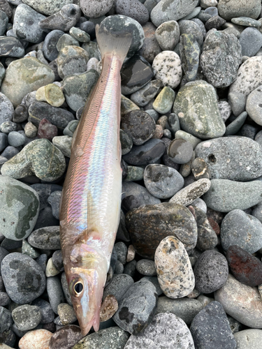 シロギスの釣果