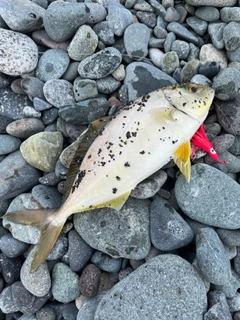 ショゴの釣果