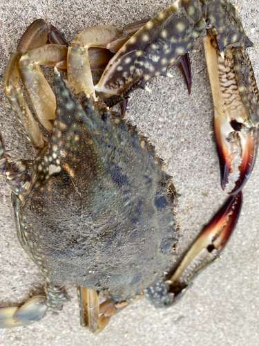 カニの釣果