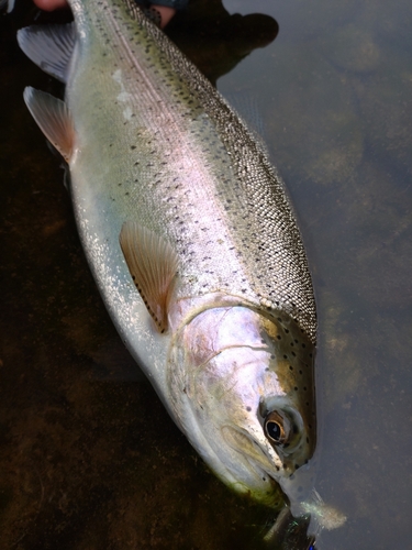 ニジマスの釣果