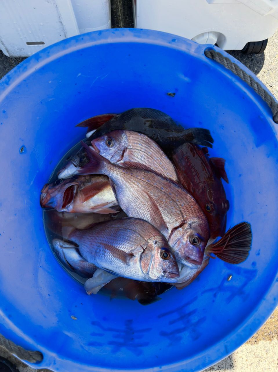 釣りバカ”K”さんの釣果 1枚目の画像