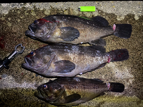 クロソイの釣果