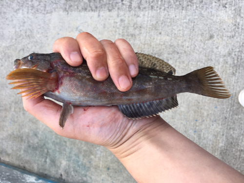 アイナメの釣果